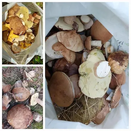 Nyaraló Miedzy Sosnami Bobrownik (Lidzbark)